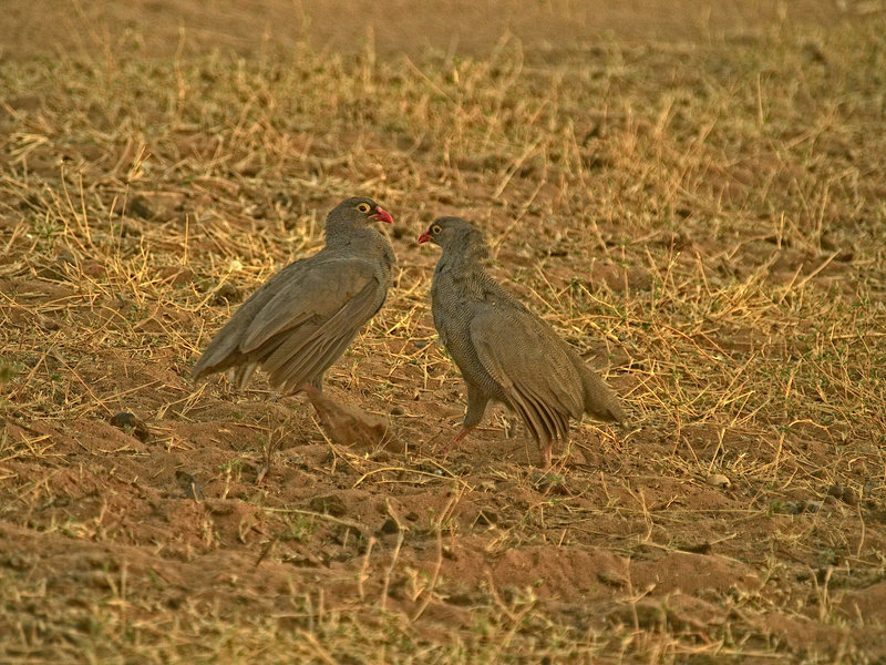Guinea fowl, Waterberg